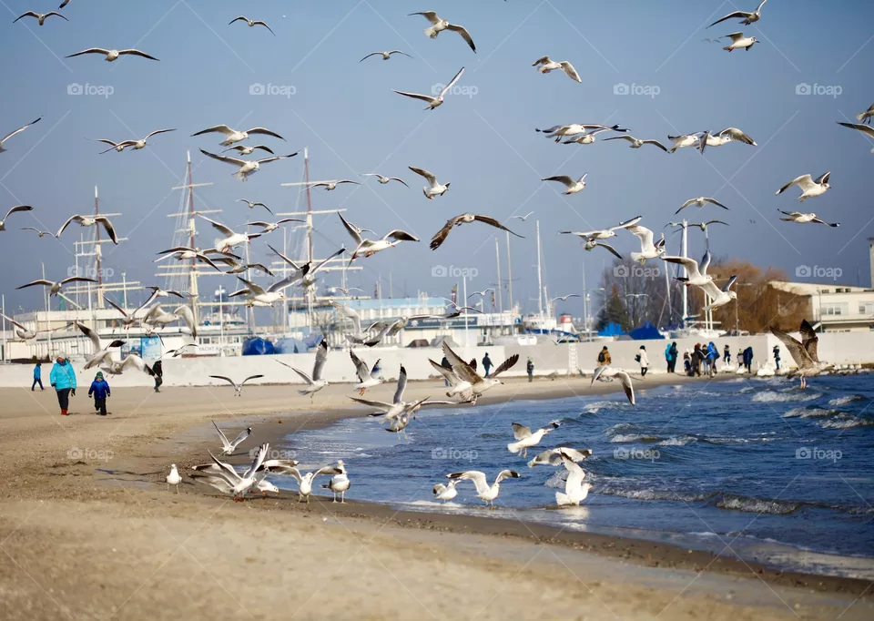 Birds 