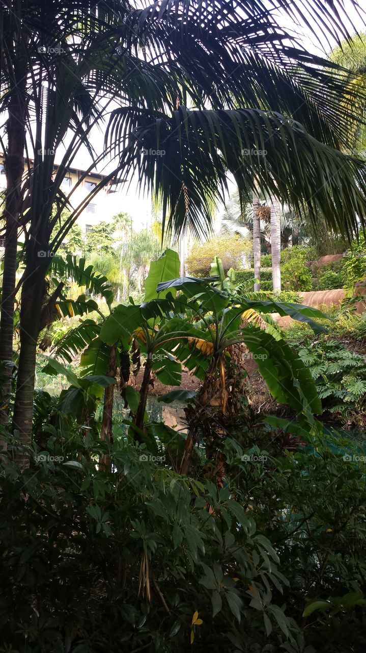 Tropical Garden