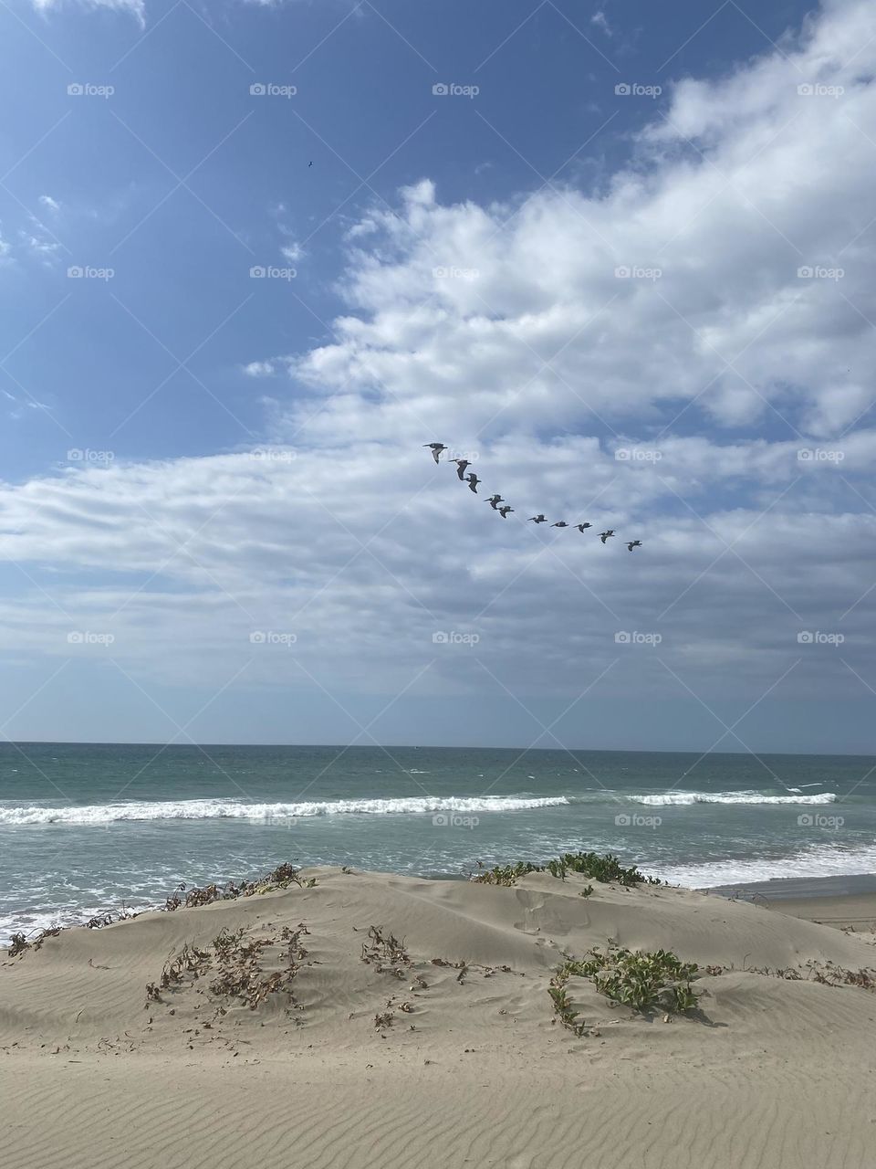 Birds flying in sync near beach.