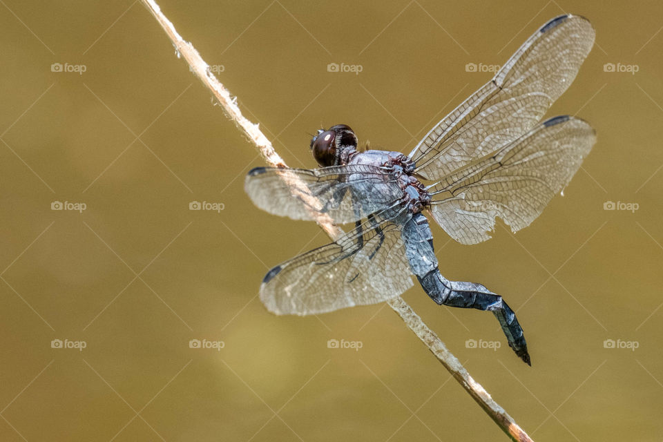 A male slaty skimmer dragonfly with a kinked tail perches on a reed stem. The imagination can run freely to hypothesize a story as the cause of his condition. 