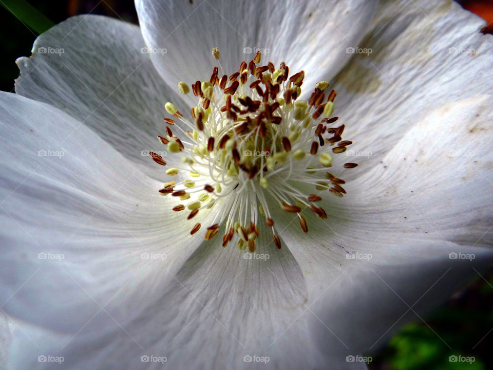 yellow stigma nature flower by kshapley