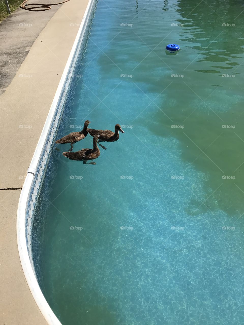 Ducks 