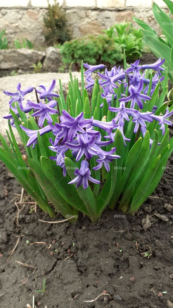 Beautiful hyacinths