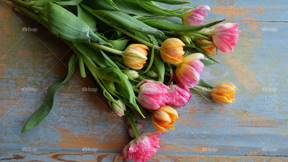 tulpans