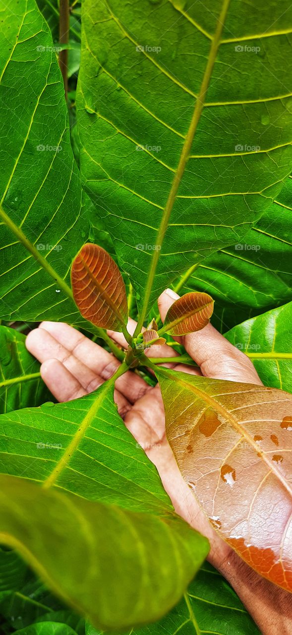 Beautiful leaves of cashew tree