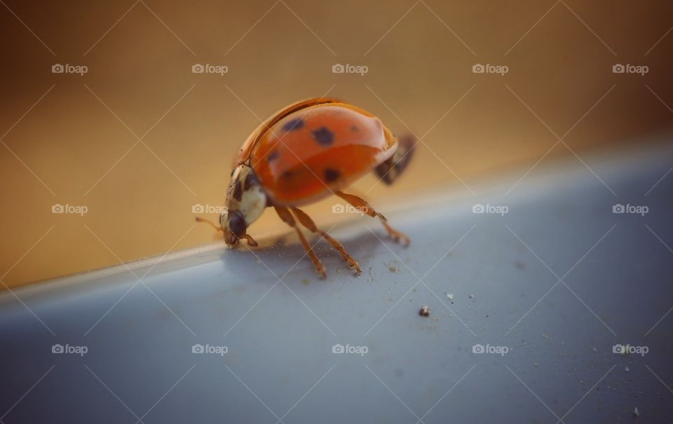 ladybug