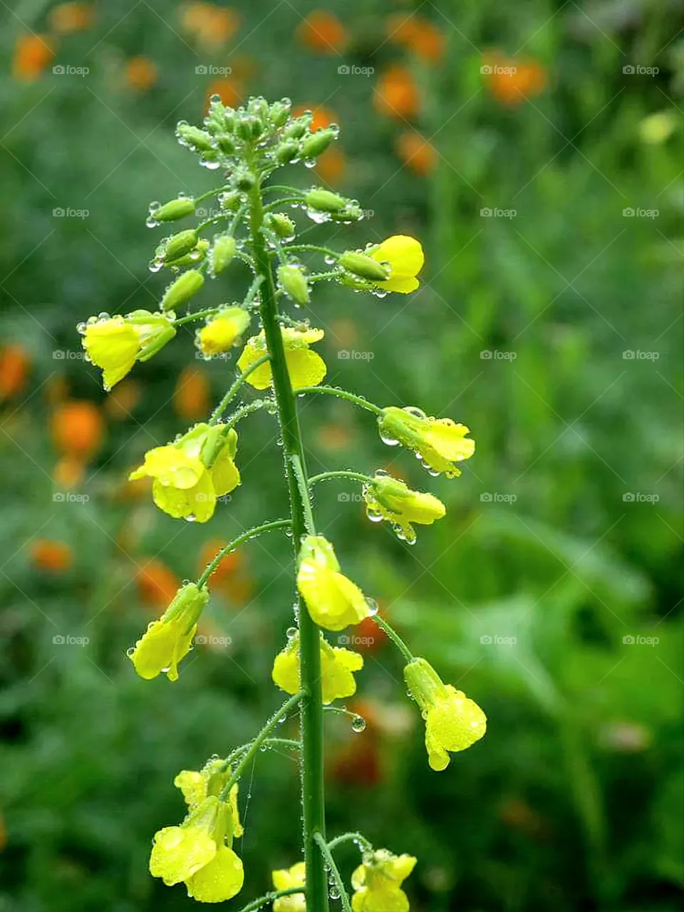Sunn hemp flower