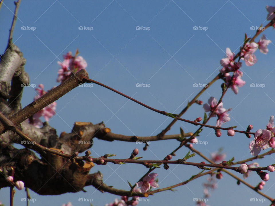spring blossoms