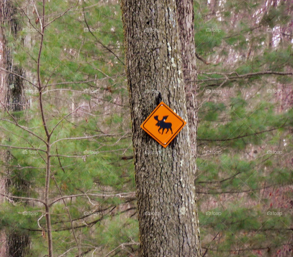 Moose sign. Moose crossing backyard 