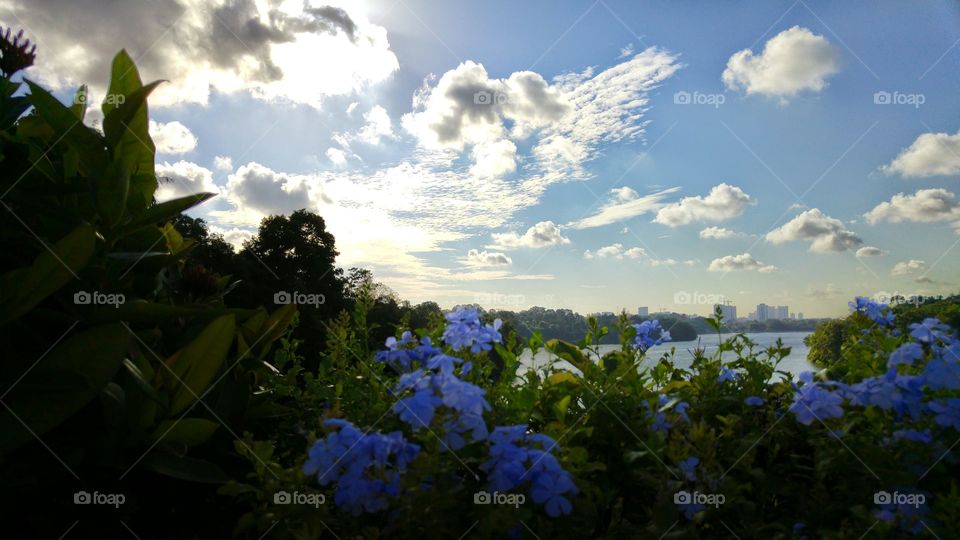 summer sunrise. summer morning