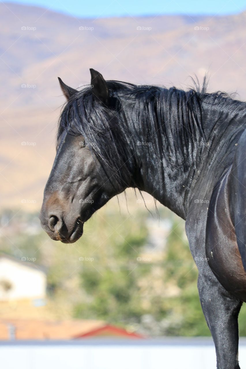 Wild black stallion mustang in the Sierra Nevada Desert, profile head and neck shot against mountain background 