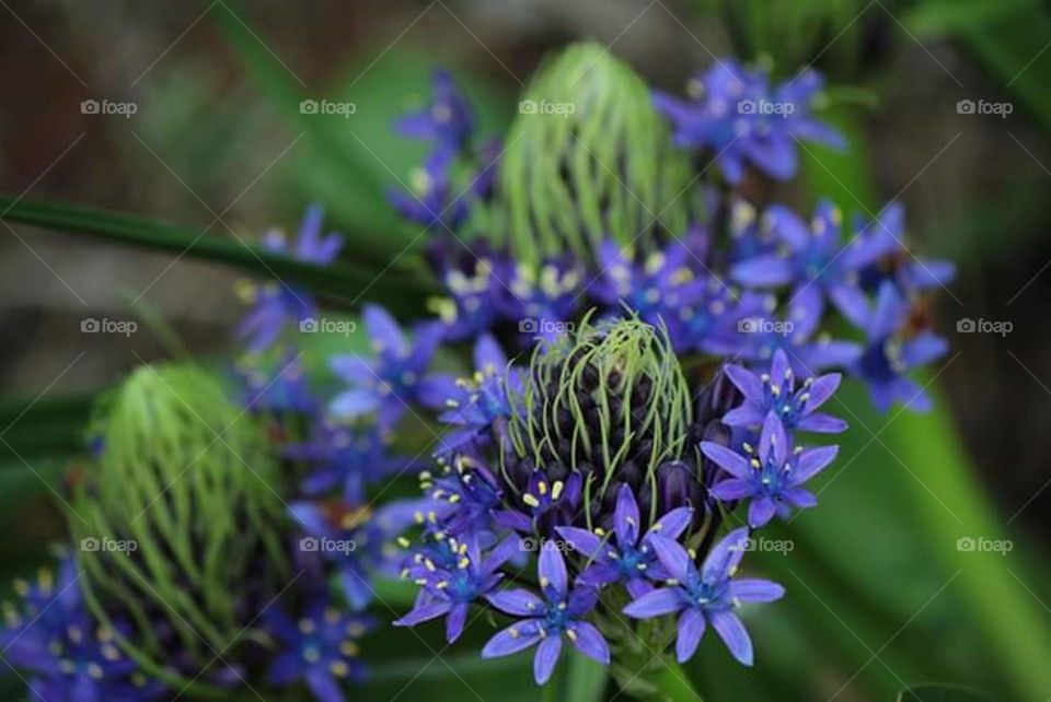 Scilla peruviana flowers