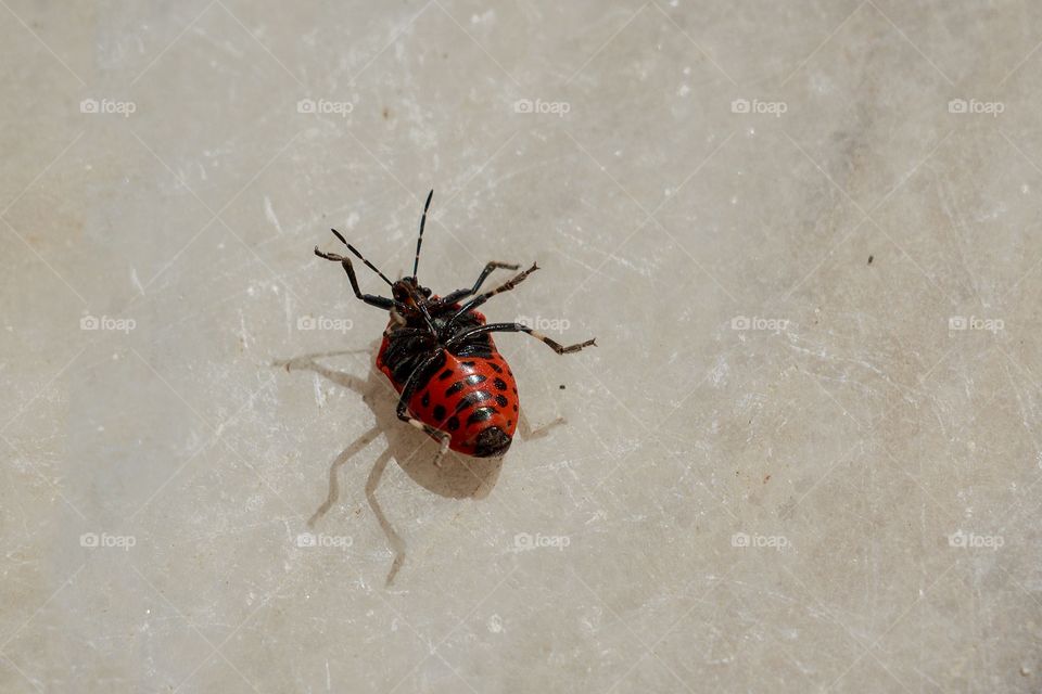 A bug turned on its back on a marble floor