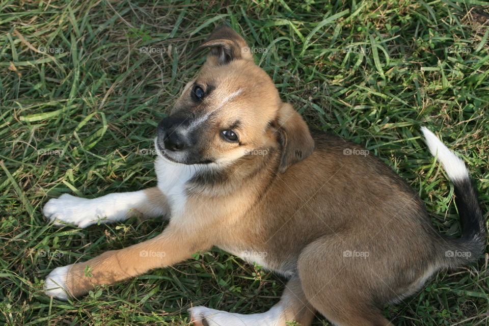 Two month old puppy sitting on grass