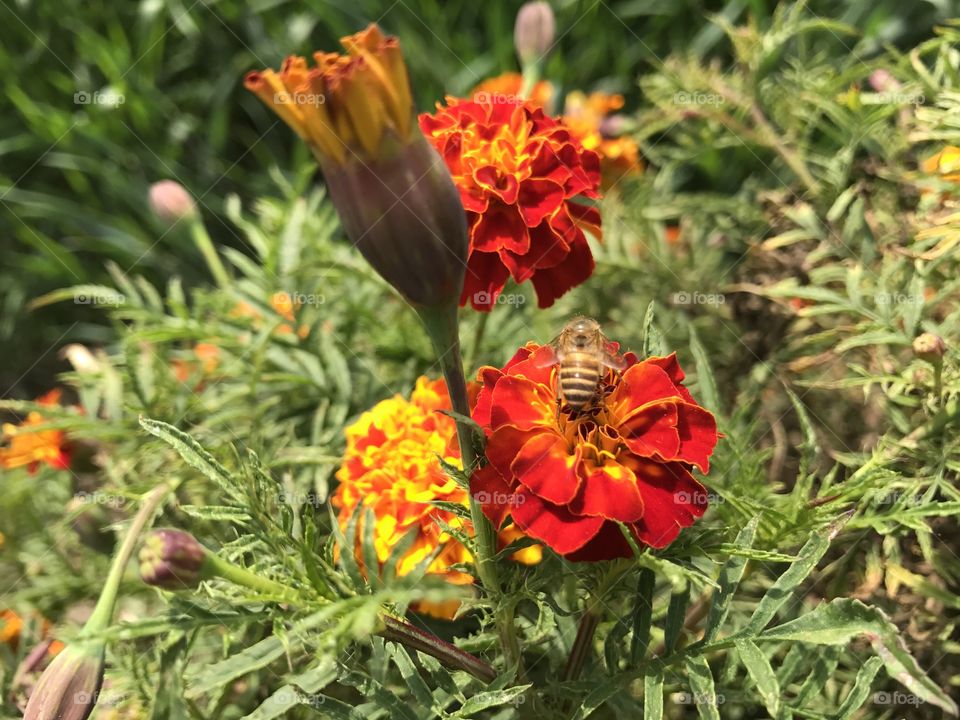 marigold flower with honey bee