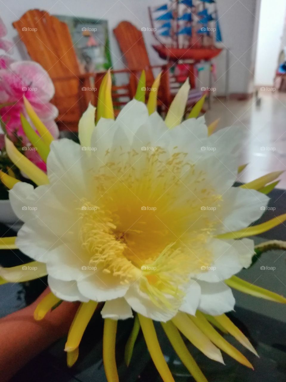 white yellow cute flower