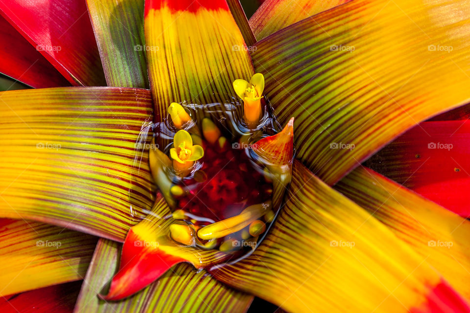 Bromeliad