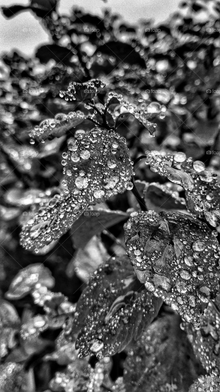 black and white  raindrops