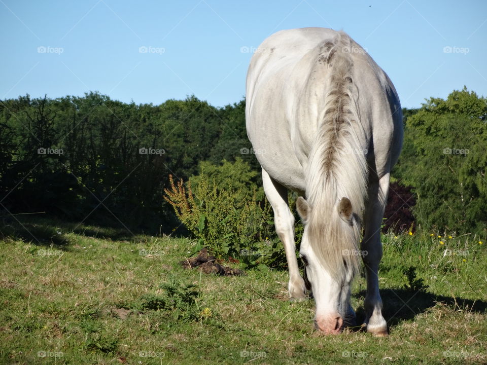 beautiful pony