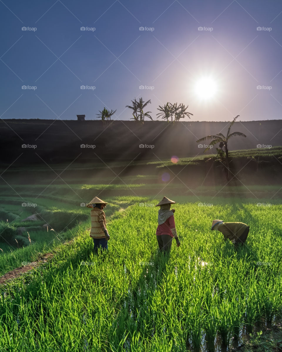 morning in farm field
