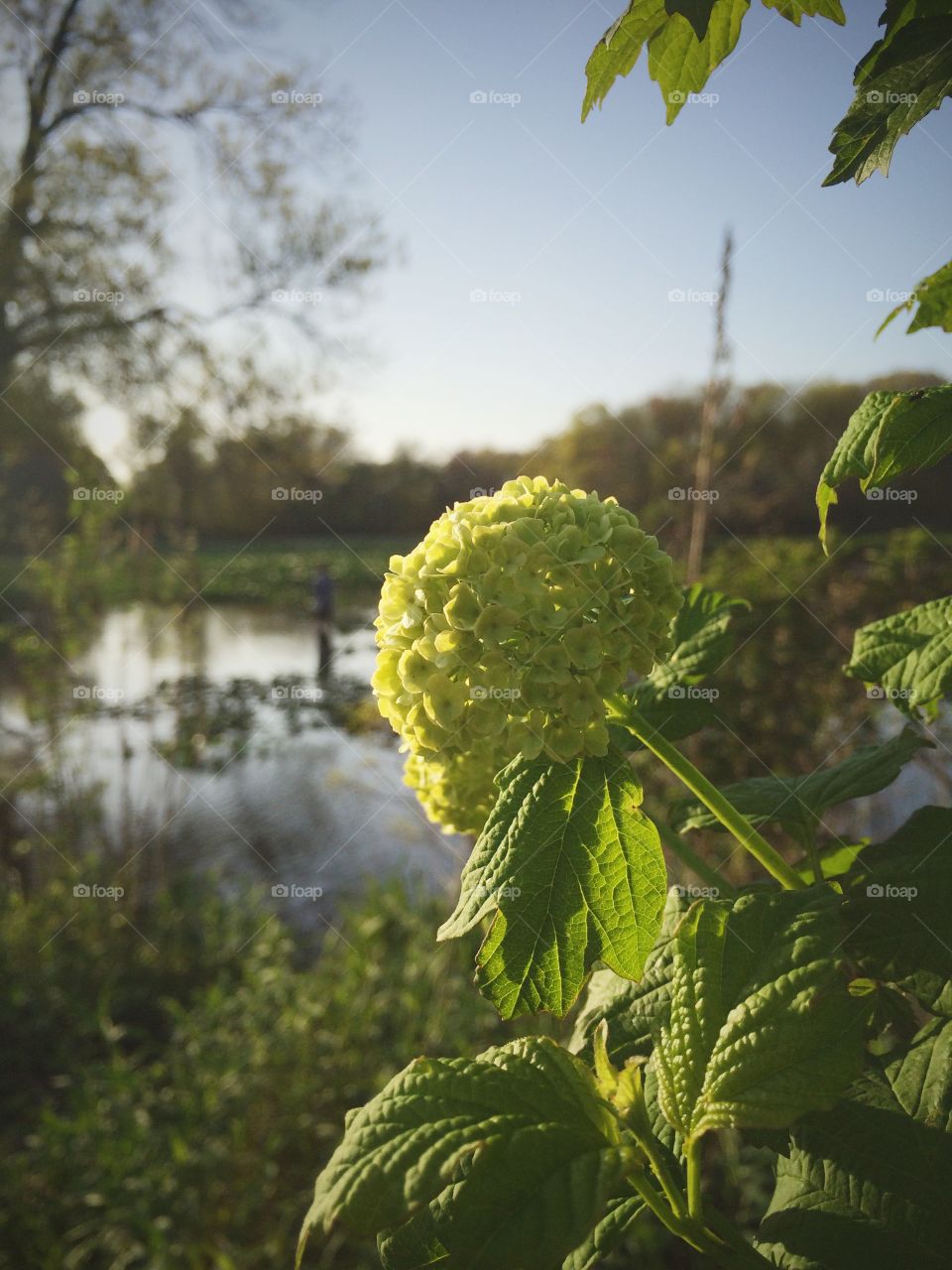 Magic Hour. Flora at the pond