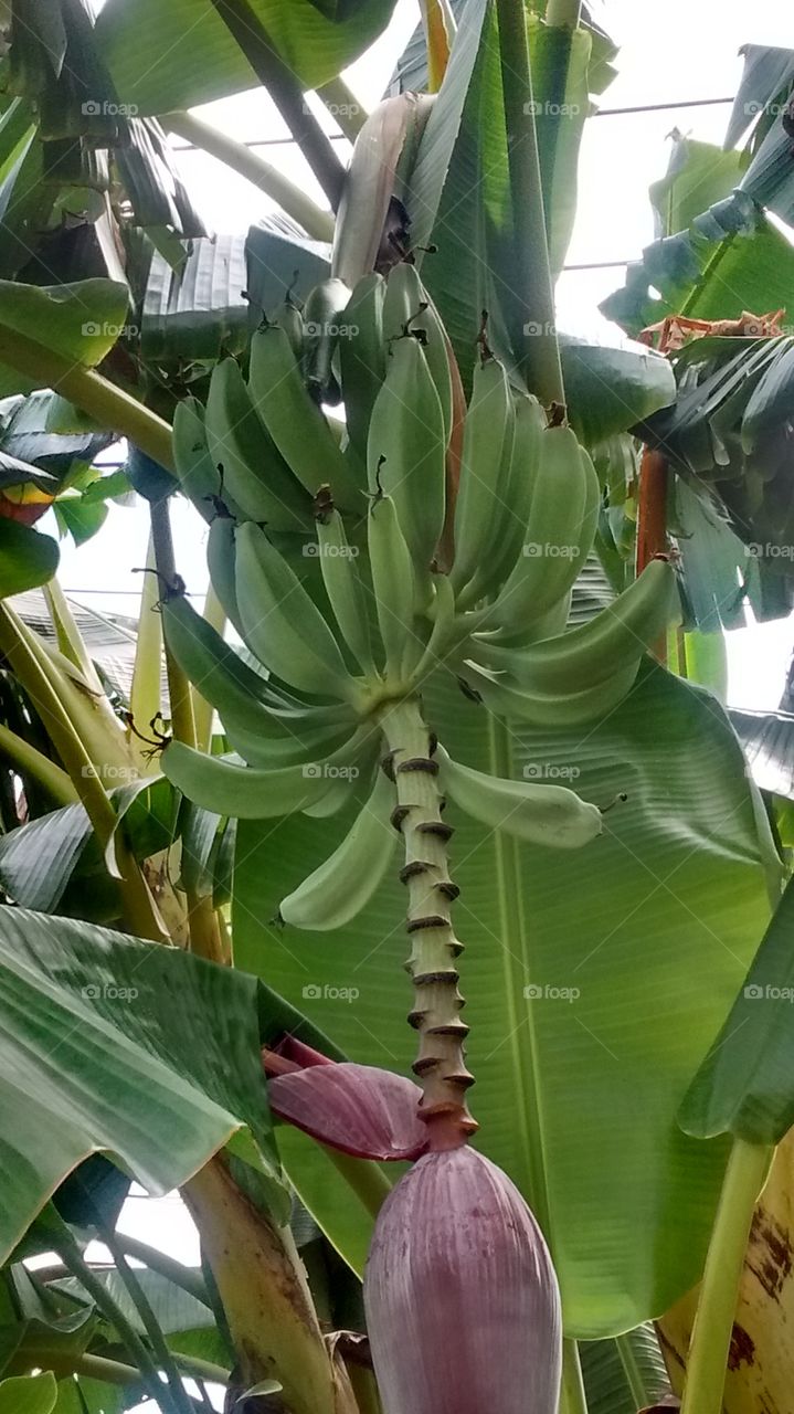 Green bananas growing in the backyard.