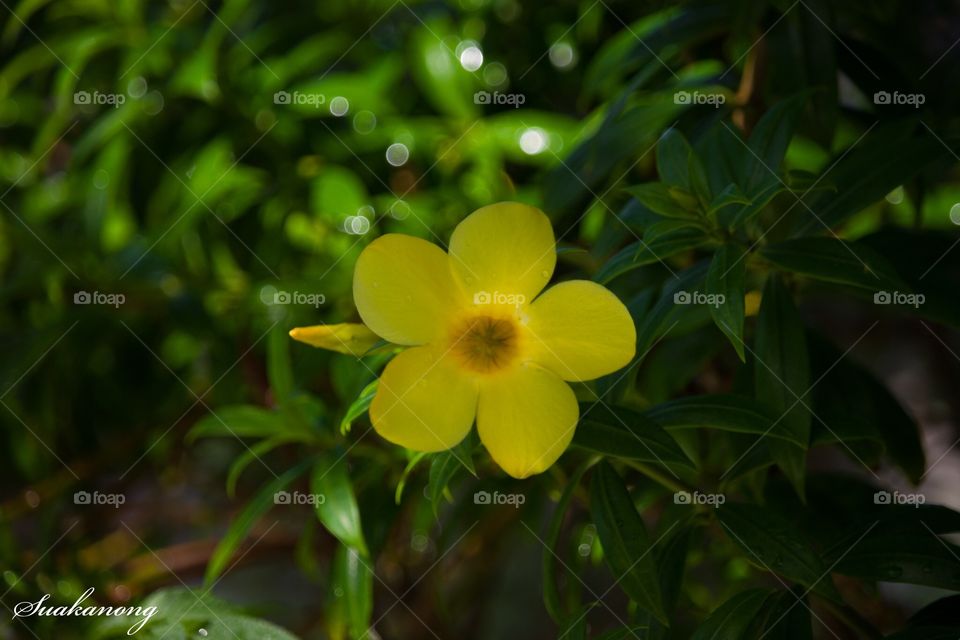 Flowers in the garden