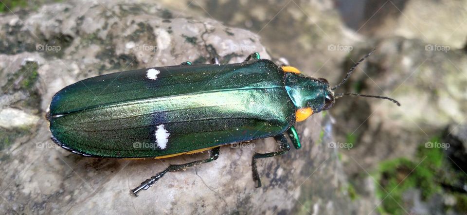 This insect lands on the artificial stone in the yard