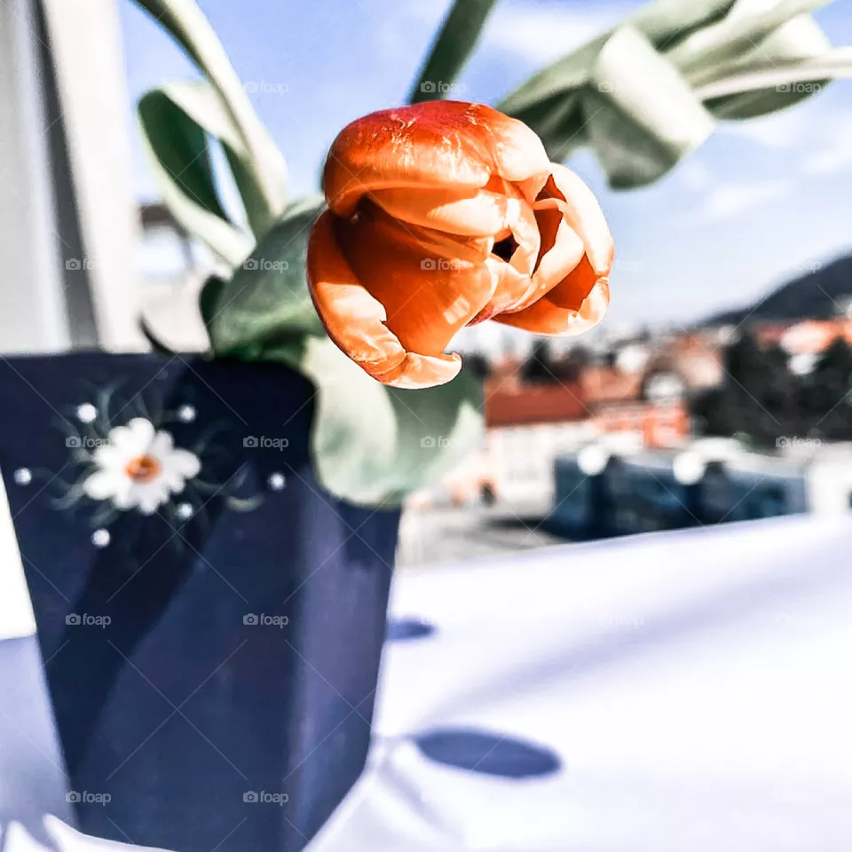 Tulip 