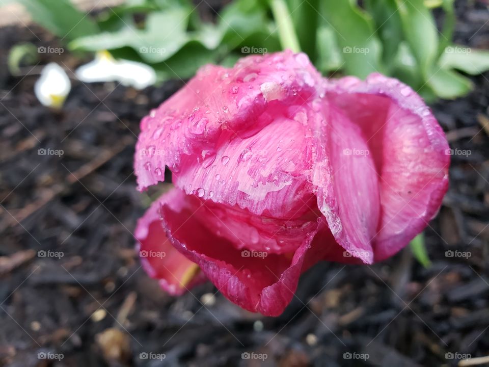 old tulip