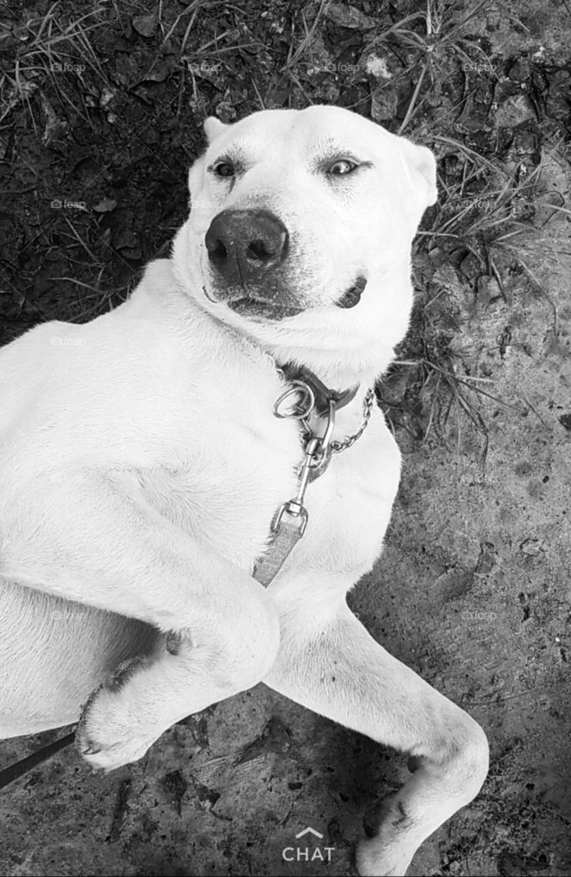 Toby the German Shepard and Pitt Bull mix requesting a belly rub in the woods of South Georgia. 