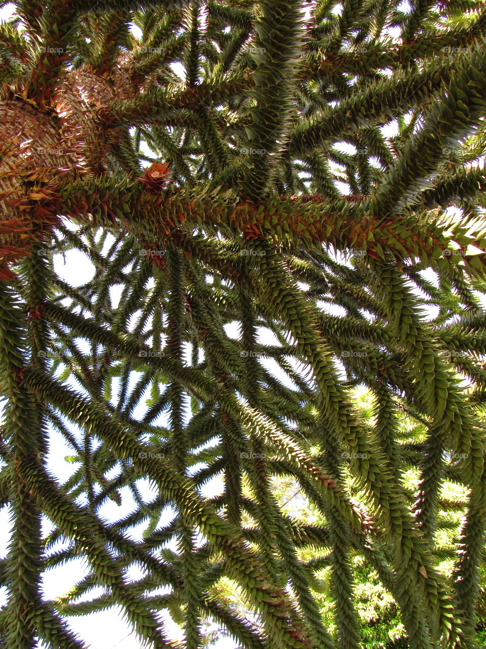 Araucaria araucana