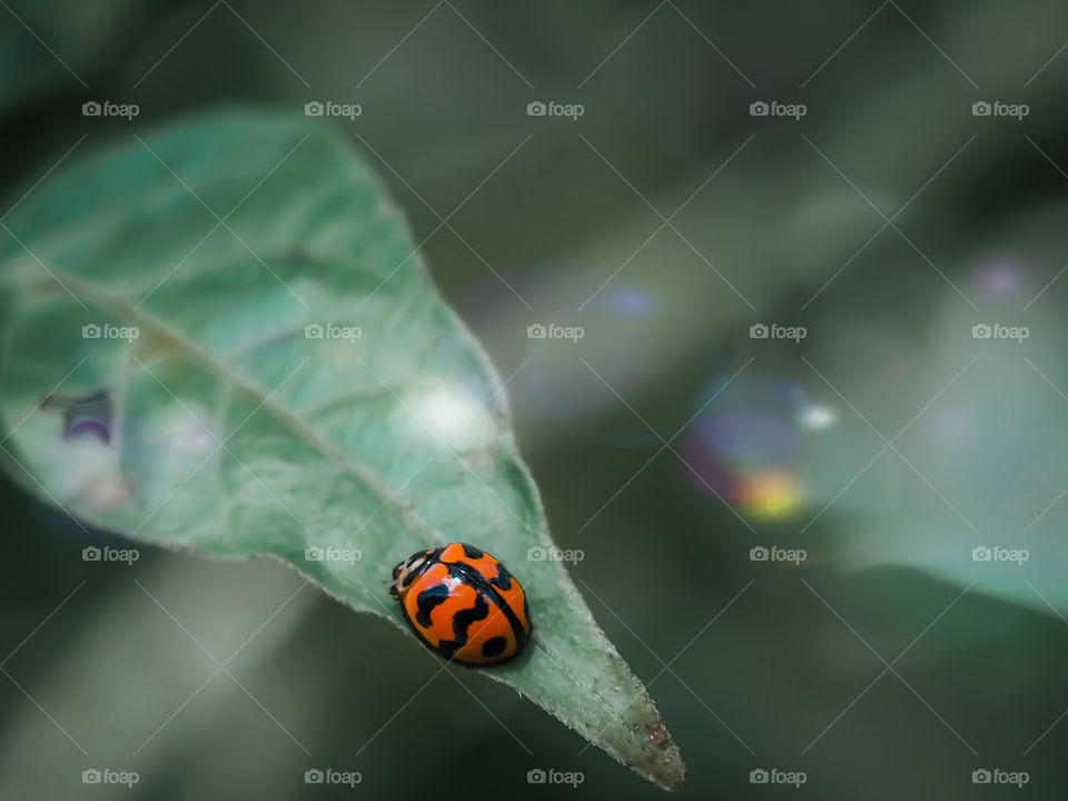 Ladybug and green leaves