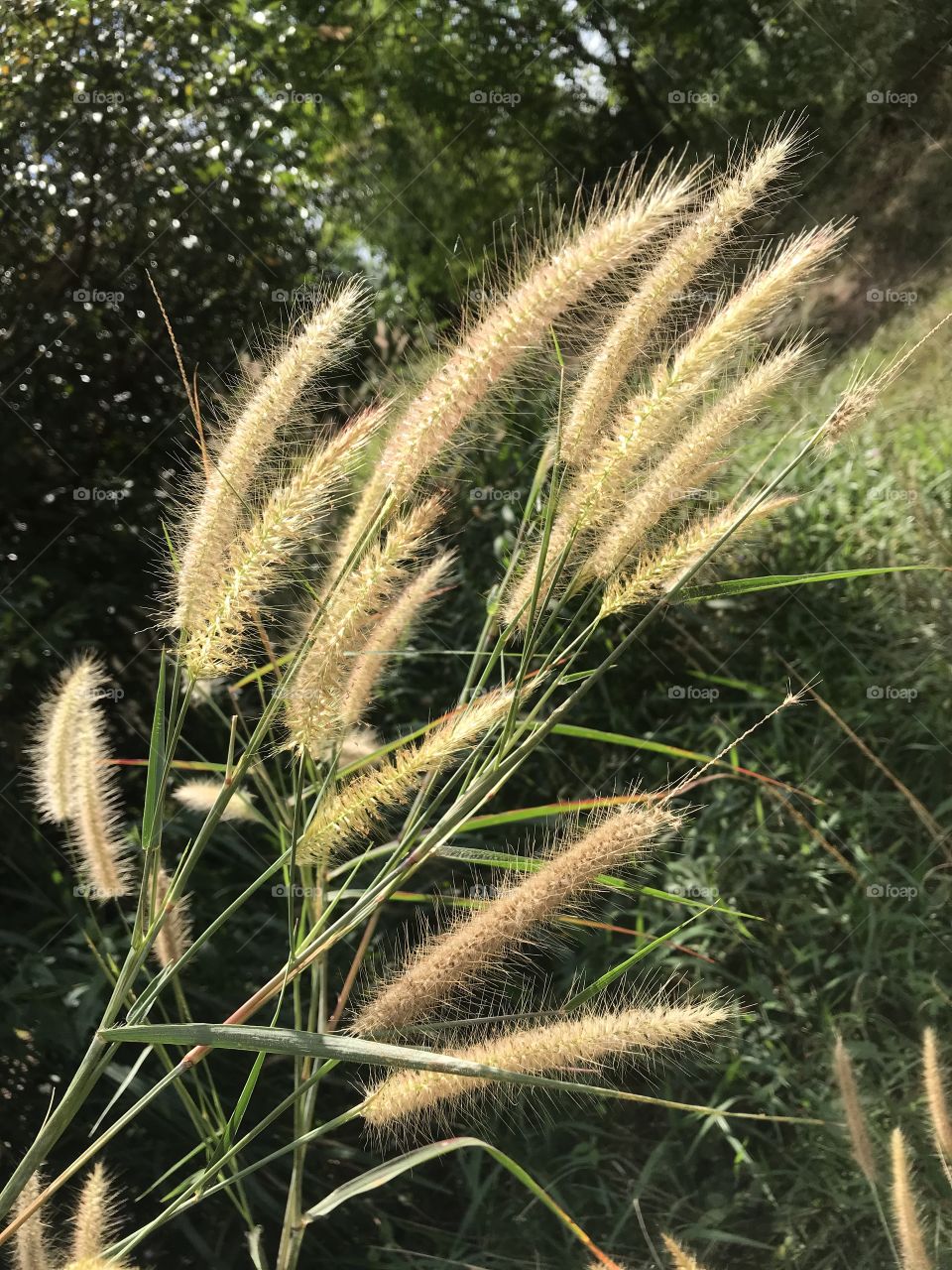 Pennisetum pedicellatum Linn