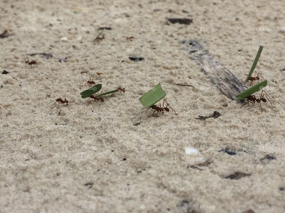 Worker ants on the beach