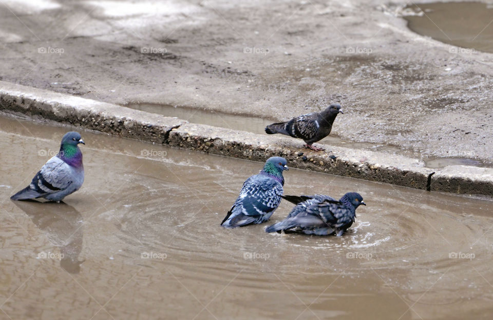 bathing