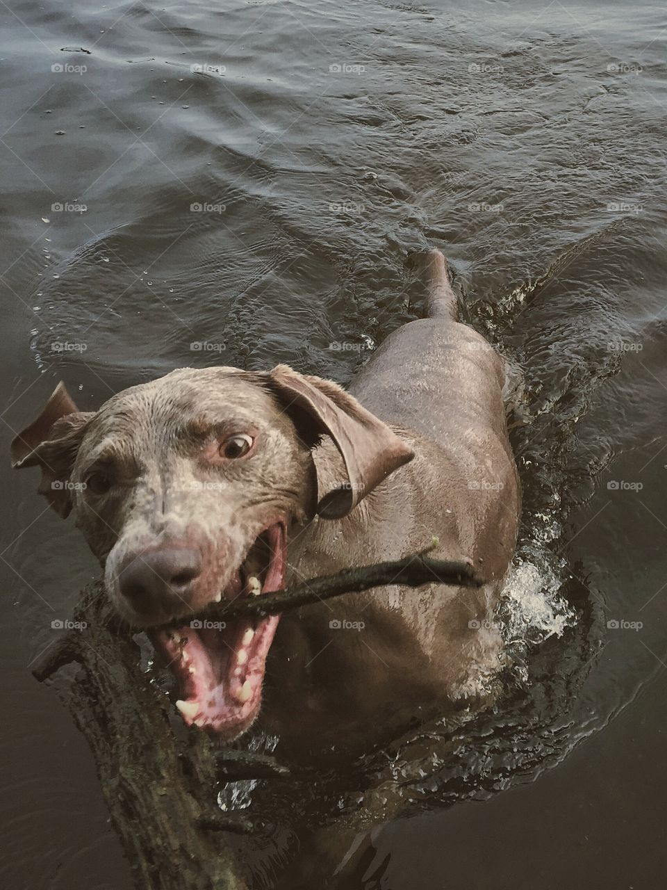 Weimaraner playing with stick in lake