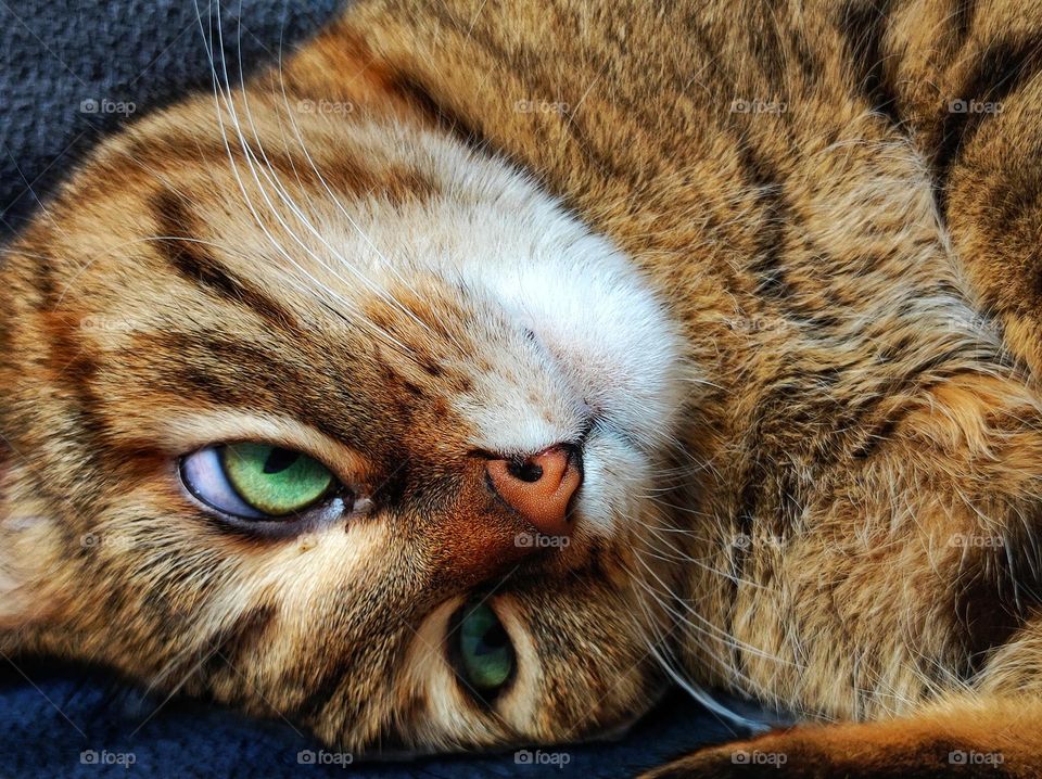 A beautiful photo of a cat with a cute face, nose, eyes and whiskers and amazing colours