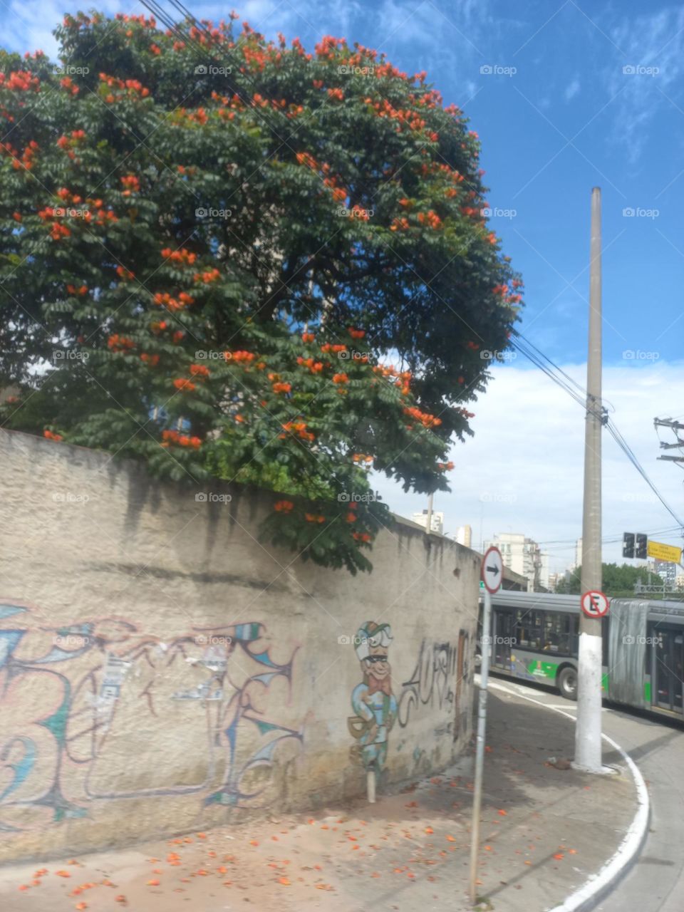 Cores, flores e Primavera. É o mix de  delicadeza,  perfume e  magia que encantam, embelezam, perfumam e alegram