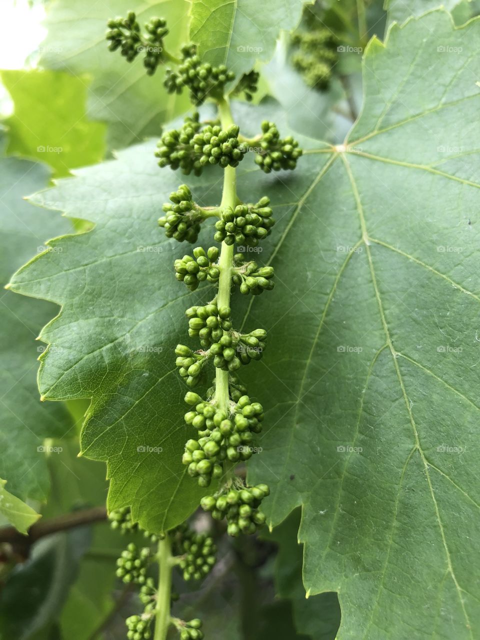 Grape vines 