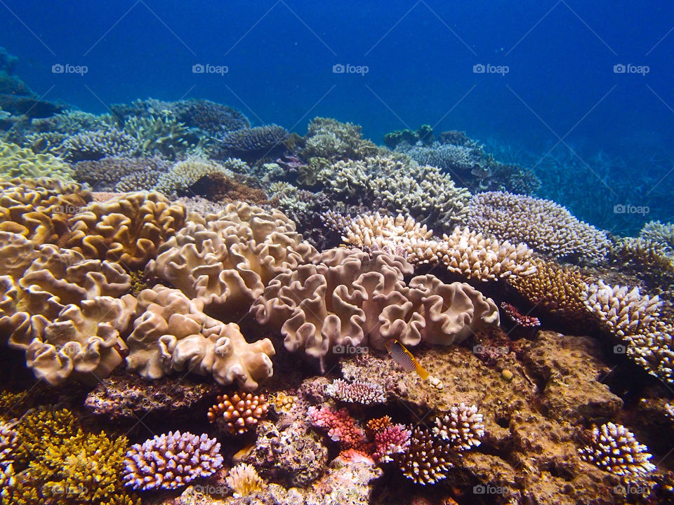 Great barrier reef totally AWESOME