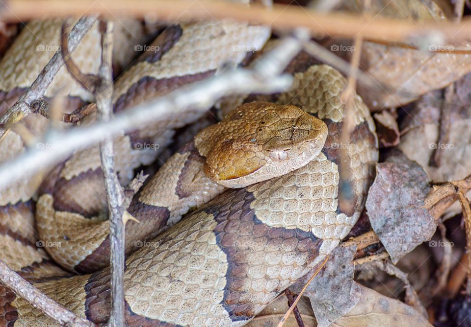 Venomous Copperhead snake in woods