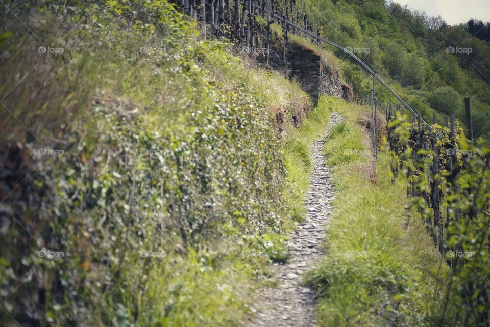 Trail in the wineyards