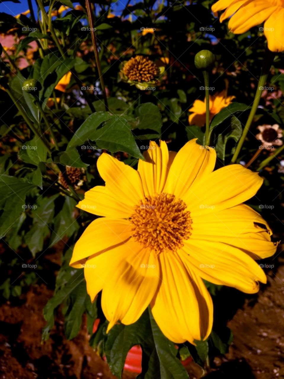 flor amarela