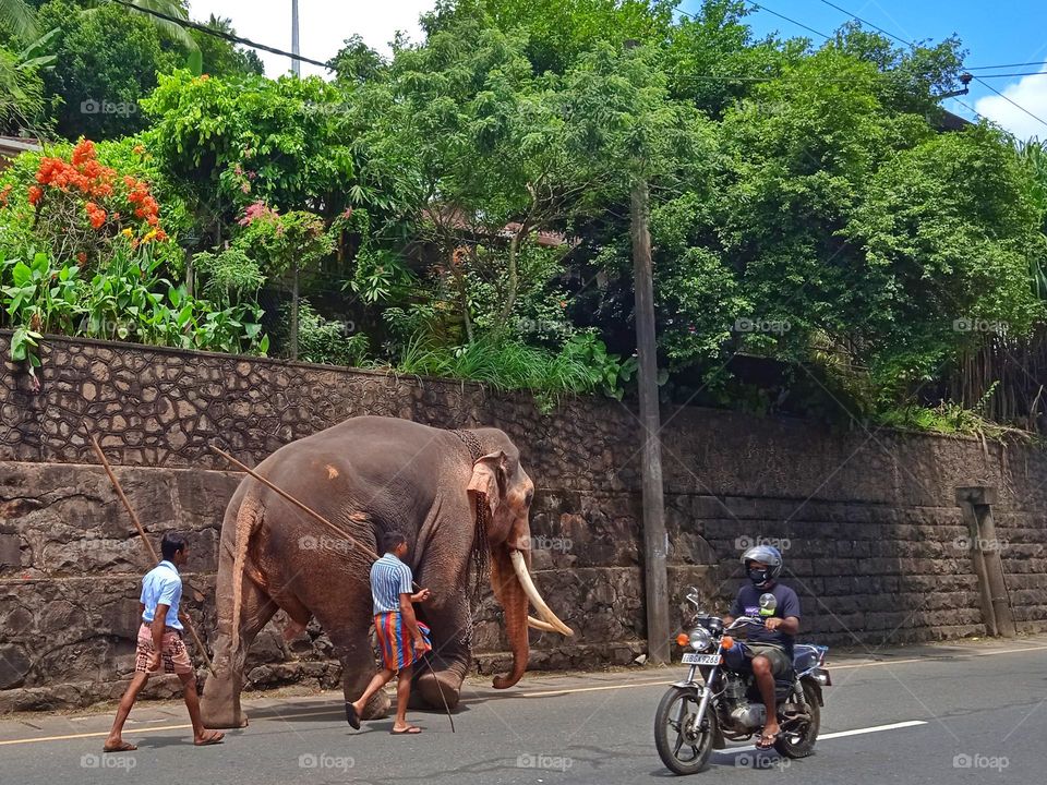 Ceylon Elephant