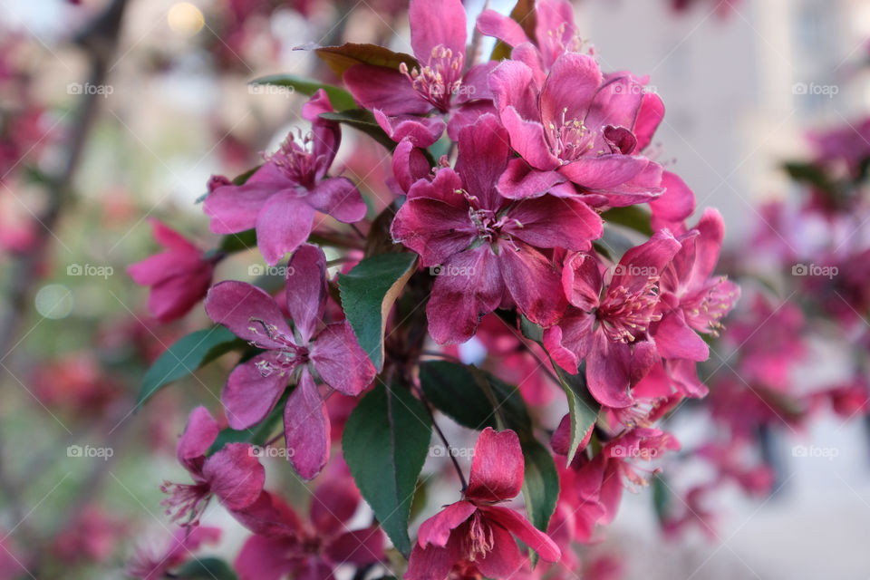 crabapple blooms