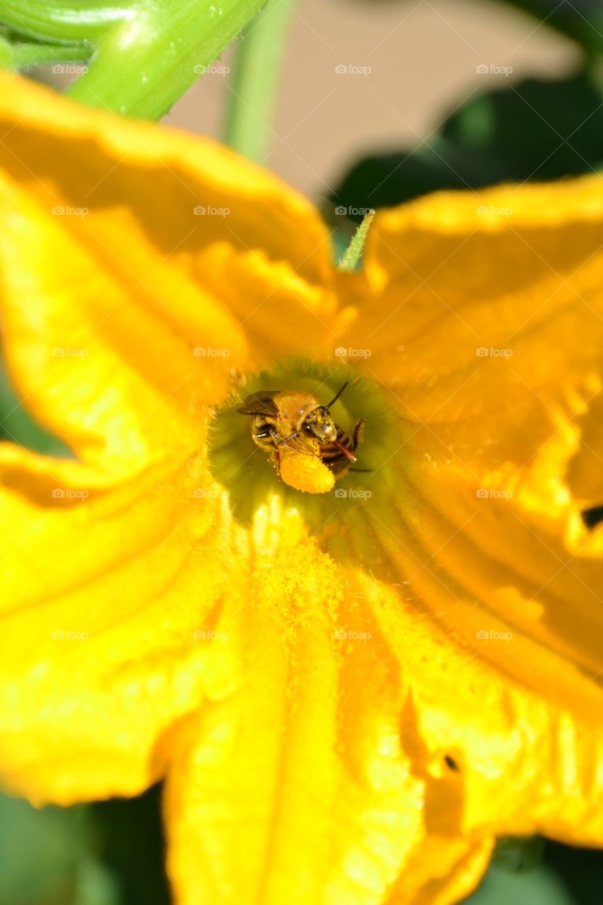 Honeybees completely covered in pollen while visiting zucchini blossoms.