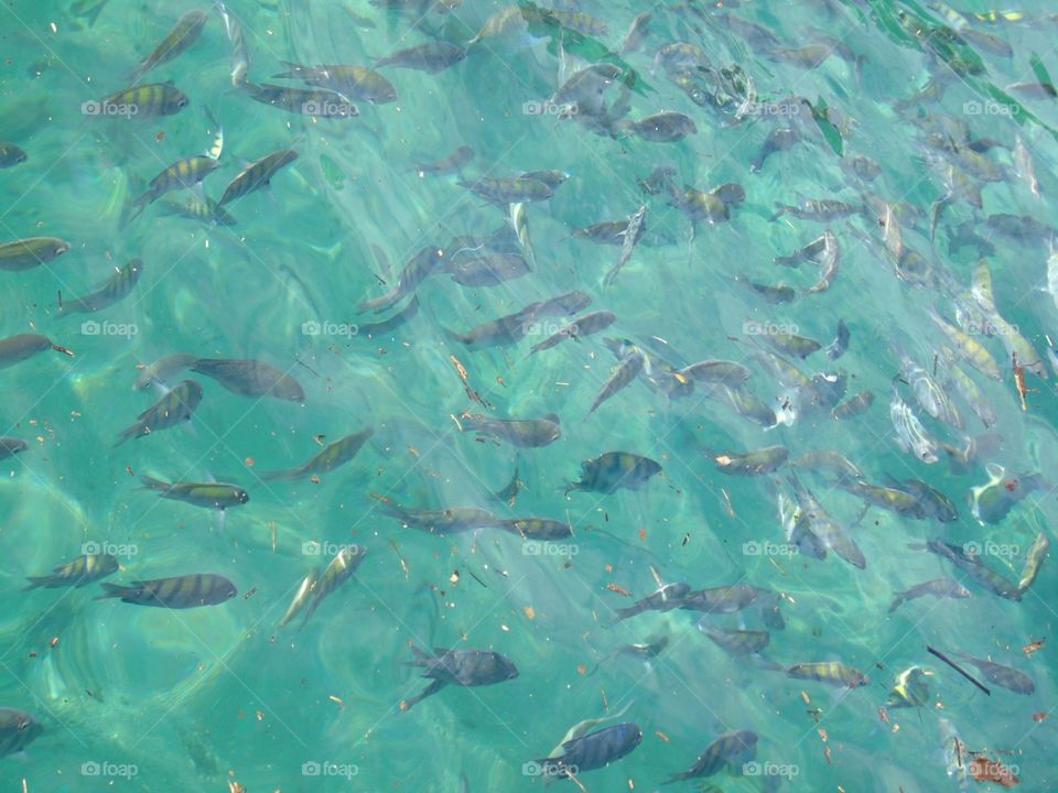 Fishes in blue lagoon