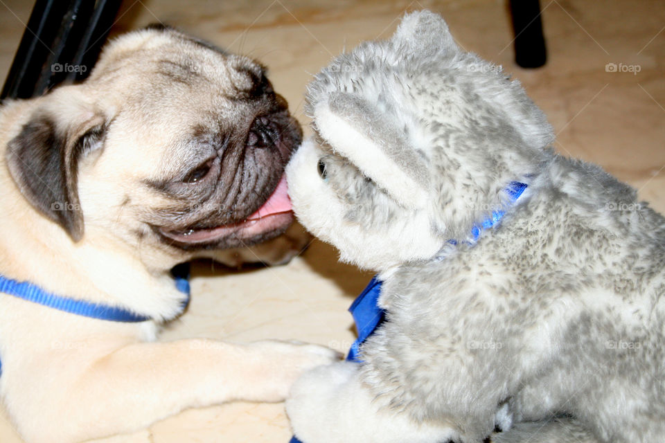 Playful pug dog with stuff toy