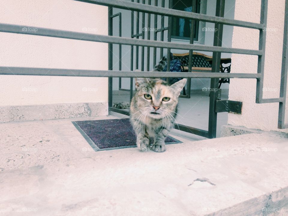 Funny street cat 